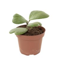 Hoya Kerrii - P12