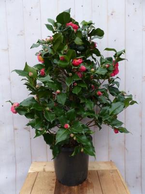 Camelia roze 120 cm Warentuin Natuurlijk - Warentuin natuurlijk