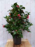 Camelia roze 120 cm Warentuin Natuurlijk - Warentuin natuurlijk
