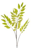 Pistacia chiensis lt green 114 cm Emerald - Emerald