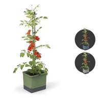 Gusta Garden - Tom Tomato - Tomatenplantenbak met watertank - thumbnail