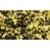 Showgear Metallic Confetti rechthoekig 1 kg 55 x 17 mm, goud metallic