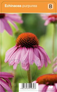 Vips Echinacea purpurea - Zonnehoed