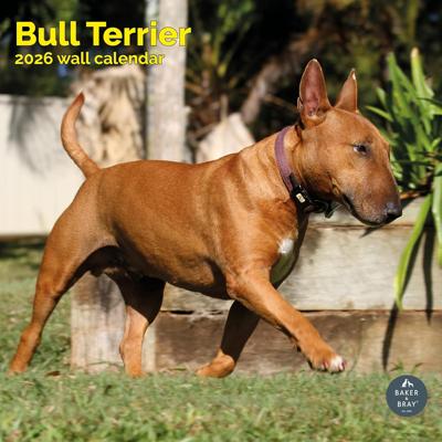 Bull Terrier Kalender 2026
