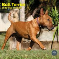 Bull Terrier Kalender 2026