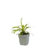 Liriope muscari vaste plant Griffioen - Griffioen