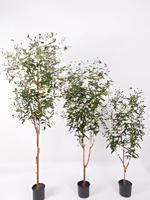Olijfboom 150 cm kunstplant Oosterik Home - Oosterik home
