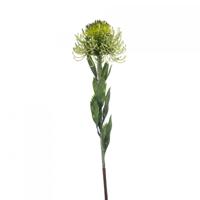 Protea
