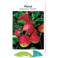 Malus Domestica Gloster - Oosterik home