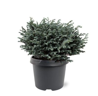 Chamaecyparis pis. Blue Moon pbr 20-25 cm Conifeer - Warentuin natuurlijk