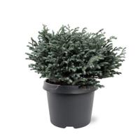 Chamaecyparis pis. Blue Moon pbr 20-25 cm Conifeer - Warentuin natuurlijk