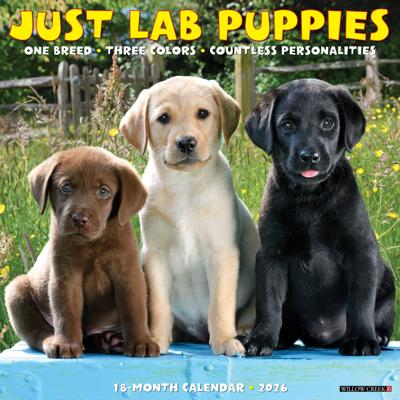 Labrador Retriever Puppies Kalender 2026