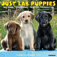 Labrador Retriever Puppies Kalender 2026
