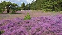 Paars heideveld 130x70cm Tuinschilderij - Customize it