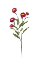 Xerochrysum spray fuchsia 70 cm kunstplant Emerald - Emerald