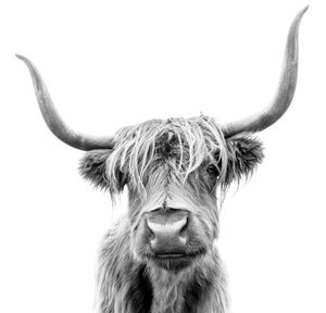 Karo-art Schilderij - Hoogland koe, 3 Maten, Premium print