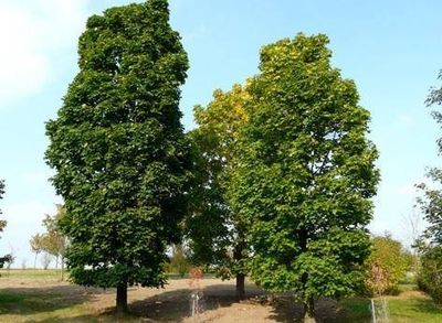 Noorse esdoorn
