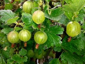 Kruisbes