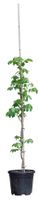 2 stuks! Walnotenboom Lange van Lod Juglans regia Lange van Lod h 137,5 cm st. omtrek 1,5 cm boom - Warentuin Natuurlijk