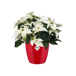 elho brussels diamond round 30cm Binnen Plantenpot Vrijstaand Polypropyleen (PP) Rood