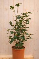 Japanse Roos Camellia Japonica Rodedale's Beauty 110 cm rode bloemen Warentuin Natuurlijk - Warentuin natuurlijk