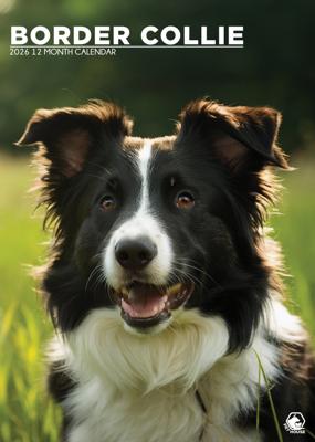Border Collie A3 Kalender 2026