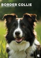 Border Collie A3 Kalender 2026
