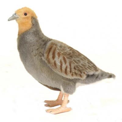 Hansa pluche patrijs knuffel - vogel - 26 cm - dieren