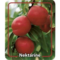 Prunus Persica Var. Nucipersica Nektarine - Oosterik home