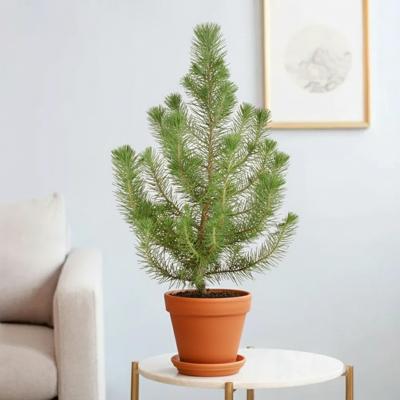 Pinus Pinea Silver Crest