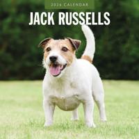 Jack Russell Terrier Kalender 2026