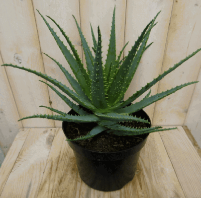 Kamerplant Aloe - Warentuin natuurlijk