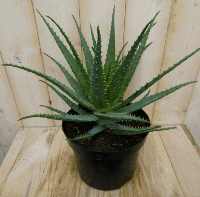 Kamerplant Aloe - Warentuin natuurlijk
