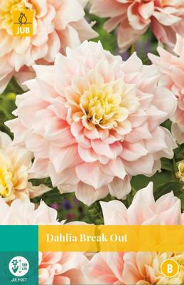 Dahlia break out bloembol 1 stuk Dahlia JUB - Jub