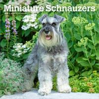 Miniatuur Schnauzer Kalender 2026