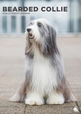Bearded Collie A3 Kalender 2026