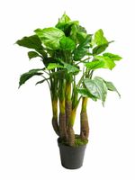 Anthurium Avanti green 120cm Anthurium Avanti green 120cm