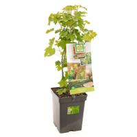Witte aalbes Ribes r. White Pearl struik