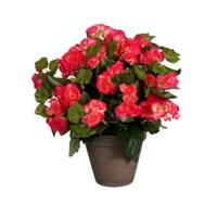 Mica Decorations Kunstplant - begonia -?donker roze - in pot - 37 cm