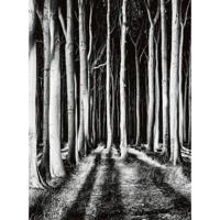Fotobehang - Ghost Forest 192x260cm - Vliesbehang - thumbnail