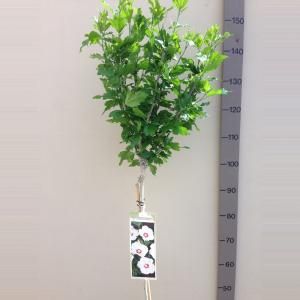 Hibiscus syriacus Red Heart op stam - Stam 110 cm - 8 stuks