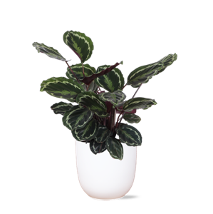 Calathea Medaillon Ø21cm - ↕70cm in Boule WIT pot
