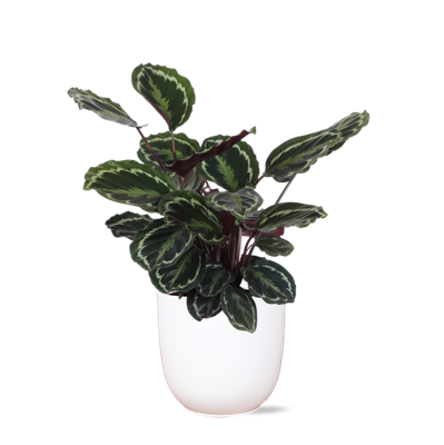 Calathea Medaillon Ø21cm - ↕70cm in Boule WIT pot