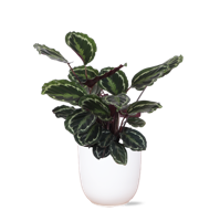Calathea Medaillon Ø21cm - ↕70cm in Boule WIT pot