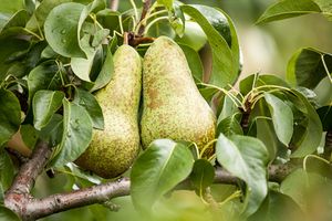 Hoogstam dikke Perenboom