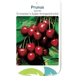 Prunus Avium Scjneider s Spate Knorpelkirsche - Oosterik Home