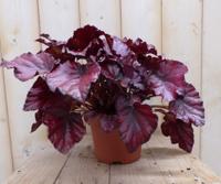 2 stuks! Kamerplant Bladbegonia donkerroze - Warentuin natuurlijk