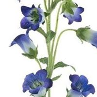 Campanula spray purple 88 cm kunstbloem Erutan Avon - Erutan avon