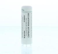 Homeoden Heel Capsicum annuum D30 6 Gram