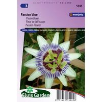 Passiflora Coerulea zaden Passion Blue passiebloem - thumbnail